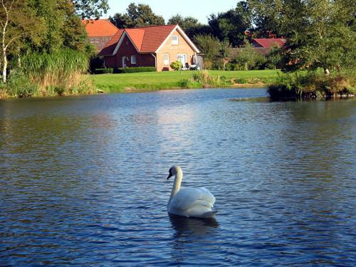 Am Birkensee *