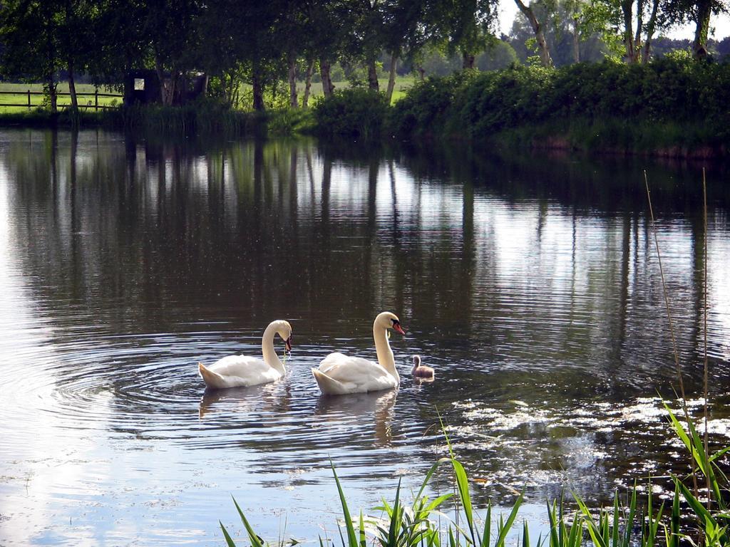 Am Birkensee *